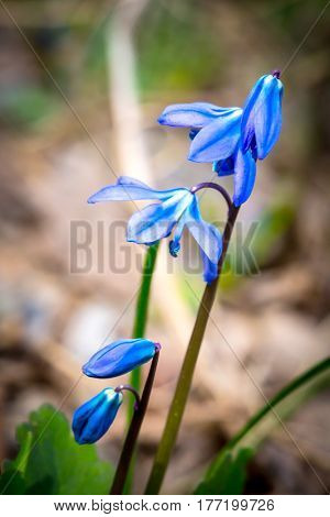 scilla bifolia - frist spring flowers in forest