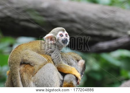 Adorable baby squirrel monkey clinging to it's mother's back.