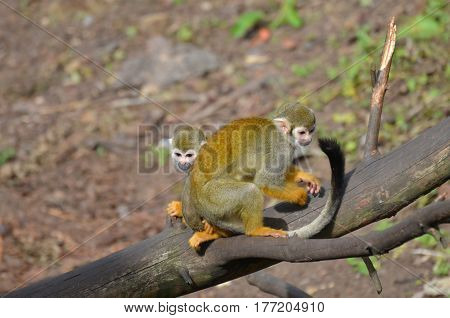 Pair of squirrel monkeys playing on a fallen log.
