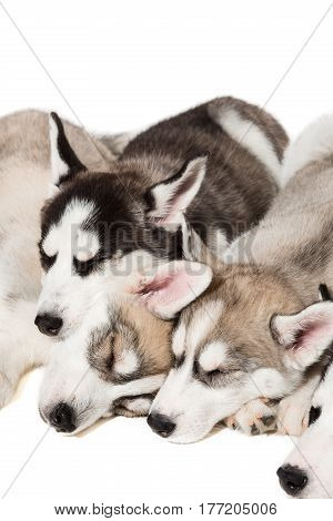 group of happy siberian husky puppies on white. Beautiful puppies. Puppies are sleeping