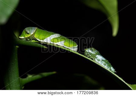 The caterpillar of butterfly Papilio Polytes eats lemon foliage