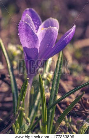 Violette Crocus_3