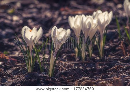 White Crocus_1