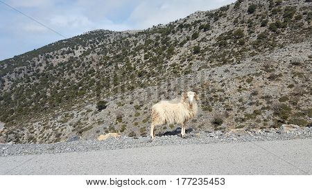 Wild horned goat at the mountains of Crete