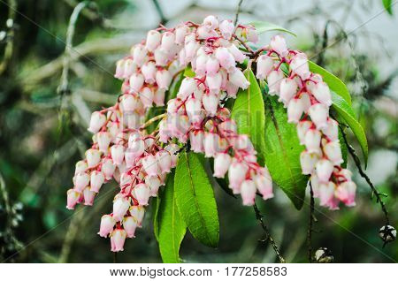 British Columbia,Canada-March 21 2017: Pink flower Buds, A close up of pink flower buds in early spring.located in the front of the house Vancouver,BC Canada.
