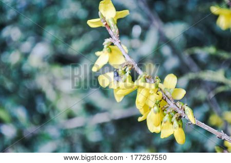 Macro yellow flower with fly on it in the beginning of spring season.
