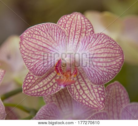 Closeup of Orchids flowers and green leaves background with sunlight in garden