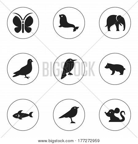 Set Of 9 Editable Animal Icons. Includes Symbols Such As Sea Calf, Polar Animal, Shark And More. Can Be Used For Web, Mobile, UI And Infographic Design.