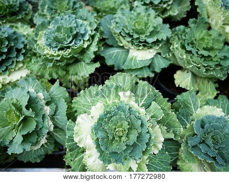Top view of decorative cabbages in the garden