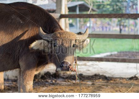 Buffalo Head In The Pen