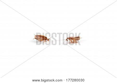 Dead cockroaches close upisolated on white background