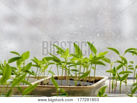 Small plants in plastic containers sprouting from seed on blurred urban background