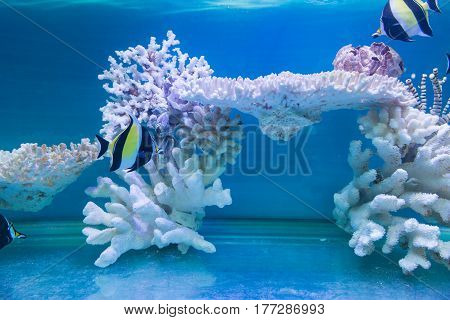 tripical fishes and white coral in aquarium
