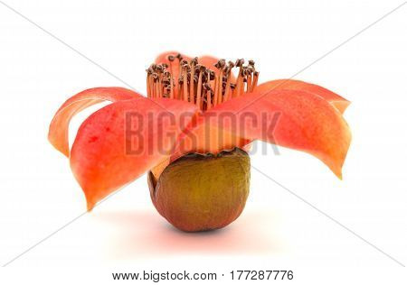 a fresh kapok on a white background