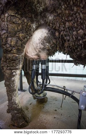 Milking machine on cow udder. Farming technology agribusiness industrial production animal rights concept.