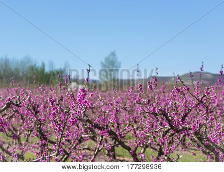 Blossoming peach tree in Aitona, a beautiful town in Catalonia, Spain. Flowers sprout during the spring and the landscape is transformed. The fields flowered transmit sensations positive and of hope.