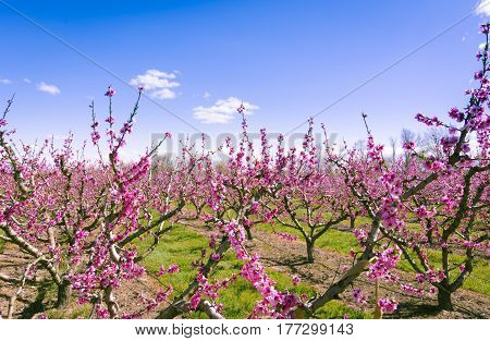 Blossoming peach tree in Aitona, a beautiful town in Catalonia, Spain. Flowers sprout during the spring and the landscape is transformed. The fields flowered transmit sensations positive and of hope.