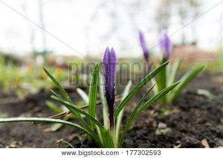 Saffron Under Raindrops. Flowering Flower Focus. Earth. Priming.