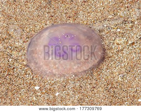 translucent jellyfish with lilac rings lies on a sandy beach