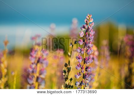 Wild Flowers Lupine In Summer Field Meadow At Sunset Sunrise. Close Up. Copyspace. Lupinus, Commonly Known As Lupin Or Lupine, Is A Genus Of Flowering Plants In The Legume Family, Fabaceae.