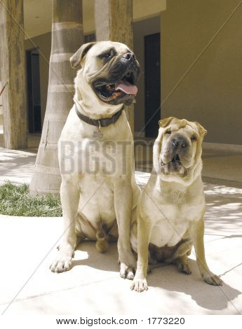 Bullmastiff og Sharpei