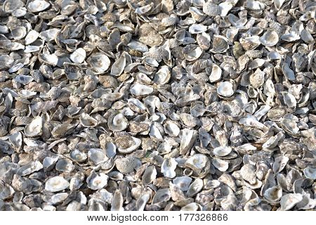 Oysters