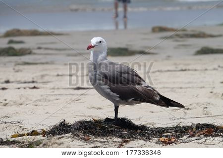 Seagull on the beach - San Diego California United States