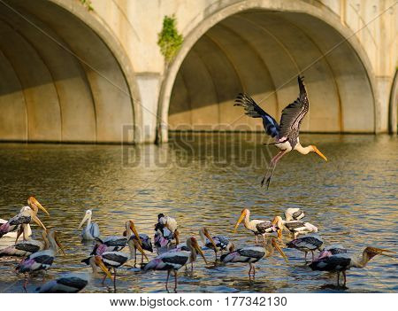 A shot of a flock of painted stork in Wetland, Putrajaya, Malaysia
