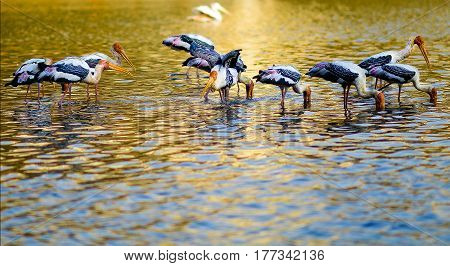 A shot of a flock of painted stork in Wetland, Putrajaya, Malaysia