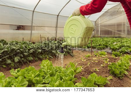 Young woman watering green salad in greenhouse in springtime.