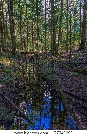 Ditch with water in the wet forest in British Columbia Canada with dead trees around