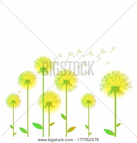 dandelion vector background botany flower blossom fluffy