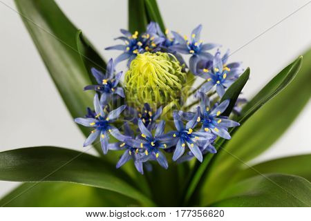 Macro photo of flowers of a Portuguese squill (Scilla peruvianensis)