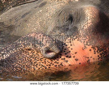 Indian Elephant Taking A Bath In The River.