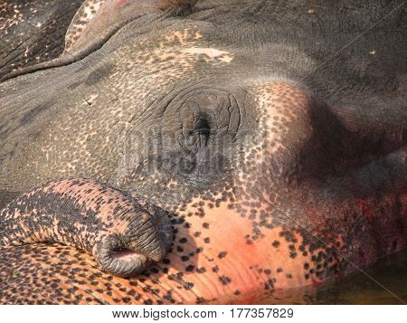 Indian Elephant Taking A Bath In The River.