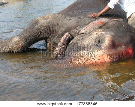 Indian Elephant Taking A Bath In The River.