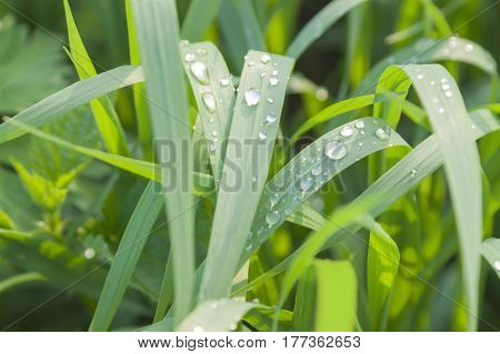Raindrops on sunlit pendulous sedge grass leaves spring time