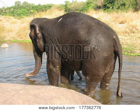 Indian Elephant Taking A Bath In The River.