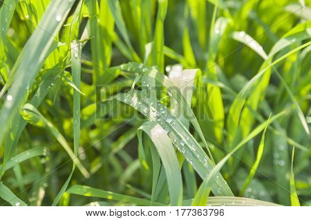Raindrops on sunlit pendulous sedge grass leaves spring time