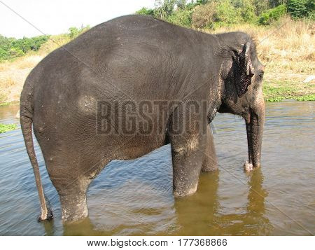 Indian Elephant Taking A Bath In The River.