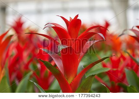 Guzmania Lingulata In The Vase