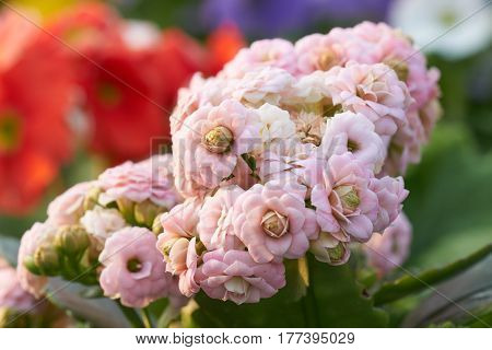 Begonia Flower In Spring
