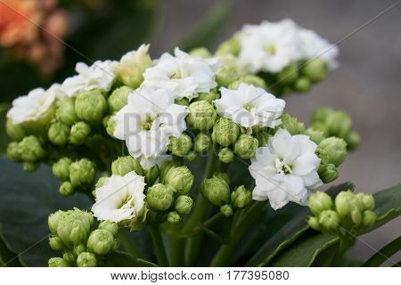 Begonia Flower In Spring