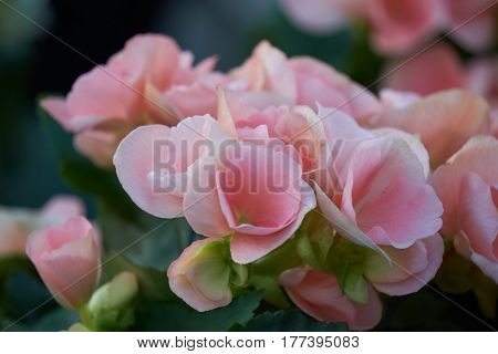 Begonia Flower In Spring