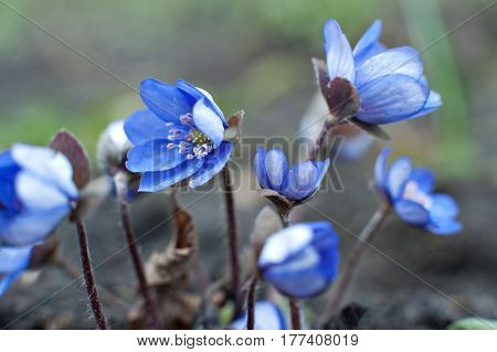 Early Spring Flowers Blue Hepatica Or Snowdrop On A Green Background