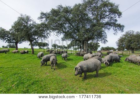 Iberian pig herd pasturing in the countryside.