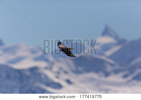 Silhouette Of Flying Alpine Chough Bird (pyrrhocorax Graculus)