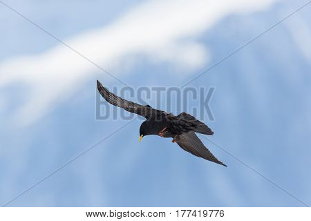 Silhouette Of Flying Alpine Chough Bird (pyrrhocorax Graculus)
