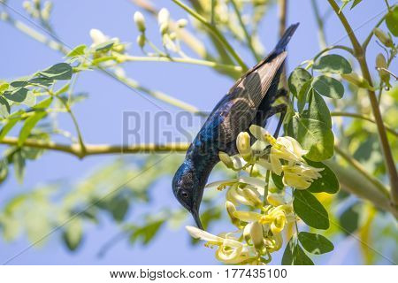 Image of a bird (purple sunbird). Wild Animals.