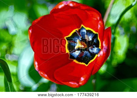 Bud of a tulip on a green background